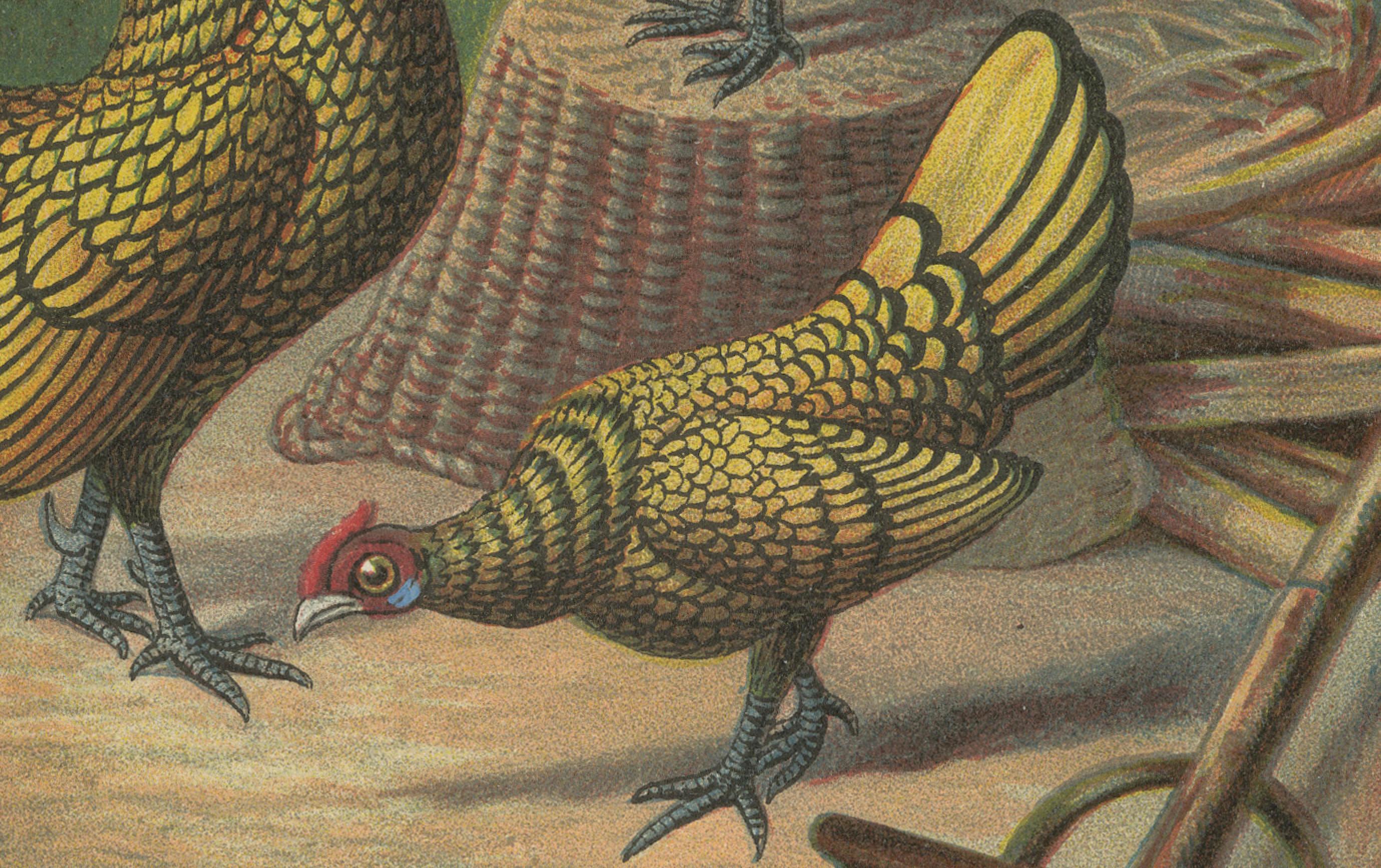 The Golden-Laced Bantam - Eine seltene Geflügellithographie des 19. Jahrhunderts im Zustand „Gut“ im Angebot in Langweer, NL