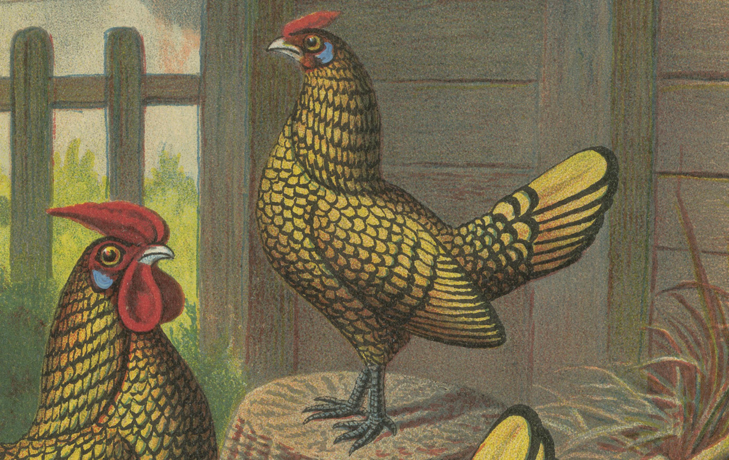 The Golden-Laced Bantam - Eine seltene Geflügellithographie des 19. Jahrhunderts (Spätes 19. Jahrhundert) im Angebot