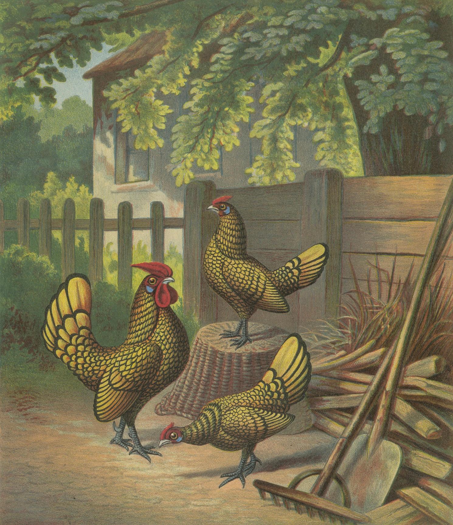 The Golden-Laced Bantam - Eine seltene Geflügellithographie des 19. Jahrhunderts (Papier) im Angebot