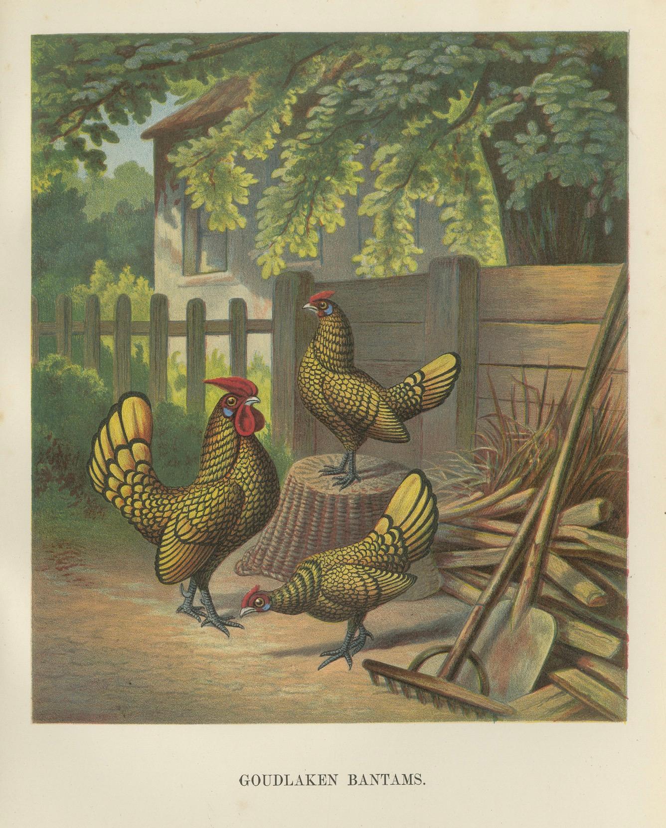 The Golden-Laced Bantam - Eine seltene Geflügellithographie des 19. Jahrhunderts im Angebot 1