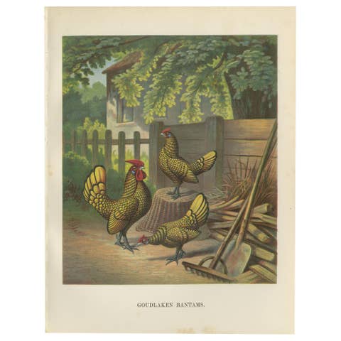 The Golden-Laced Bantam - A Rare 19th Century Poultry Lithograph