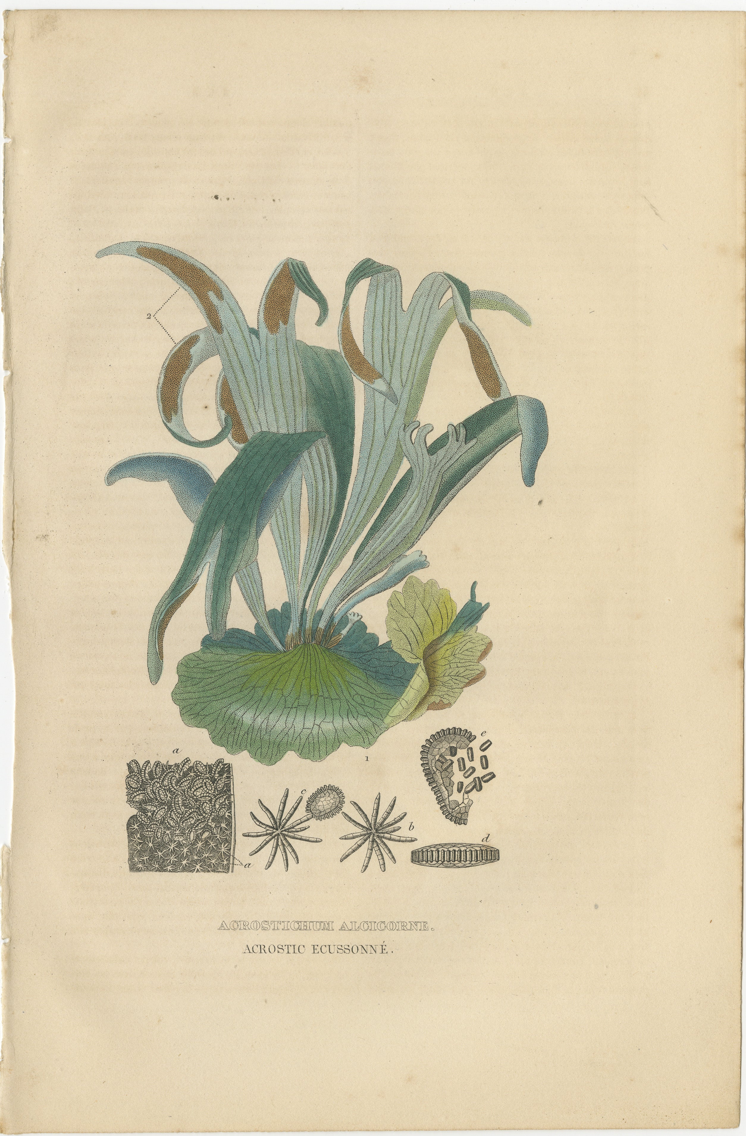 An antique botanical engraving of the Acrostichum Aureum, also known as the Golden Leather Fern, though the text 