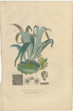 The Golden Leather Fern - An Antique Masterpiece of Botanical Illustration, 1845