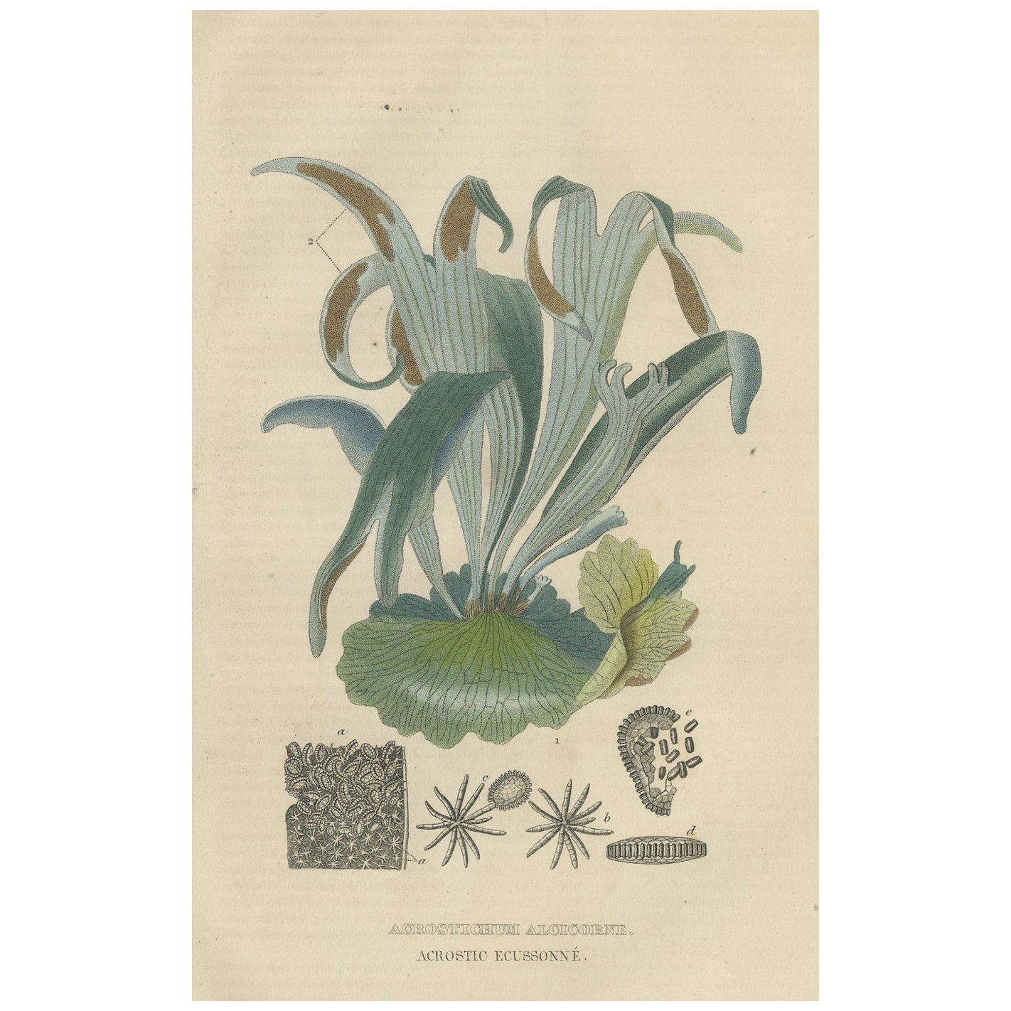 La felce dal cuoio dorato - Un antico capolavoro di illustrazione botanica, 1845