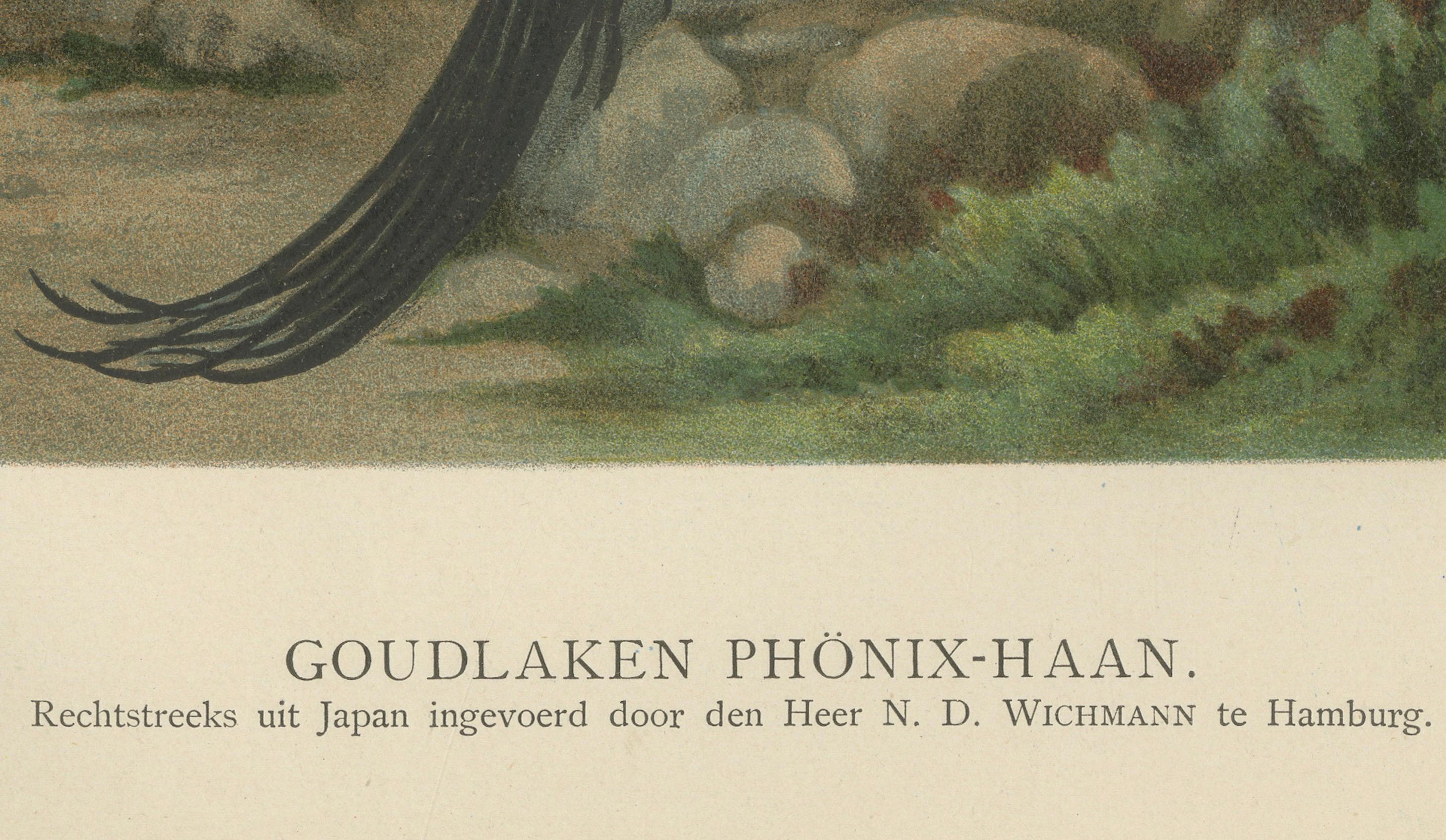 The Golden Phoenix Rooster A Rare 19th Century Poultry Lithograph  

This exquisite 19th century chromolithograph features the striking Golden Phoenix rooster, a breed renowned for its extraordinarily long tail feathers and regal posture. The print,