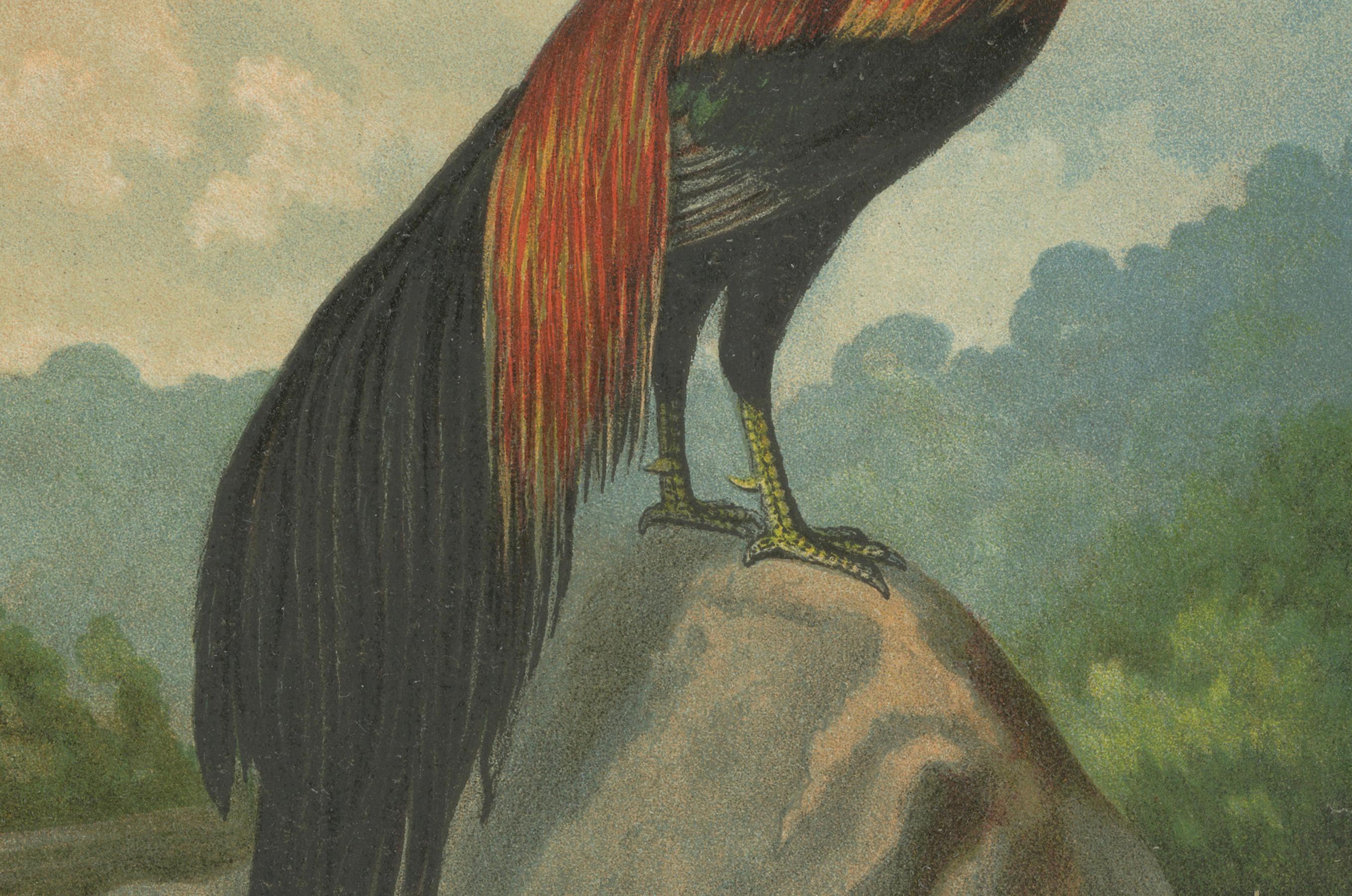 The Golden Phoenix Rooster - A Rare 19th Century Poultry Lithograph In Good Condition For Sale In Langweer, NL