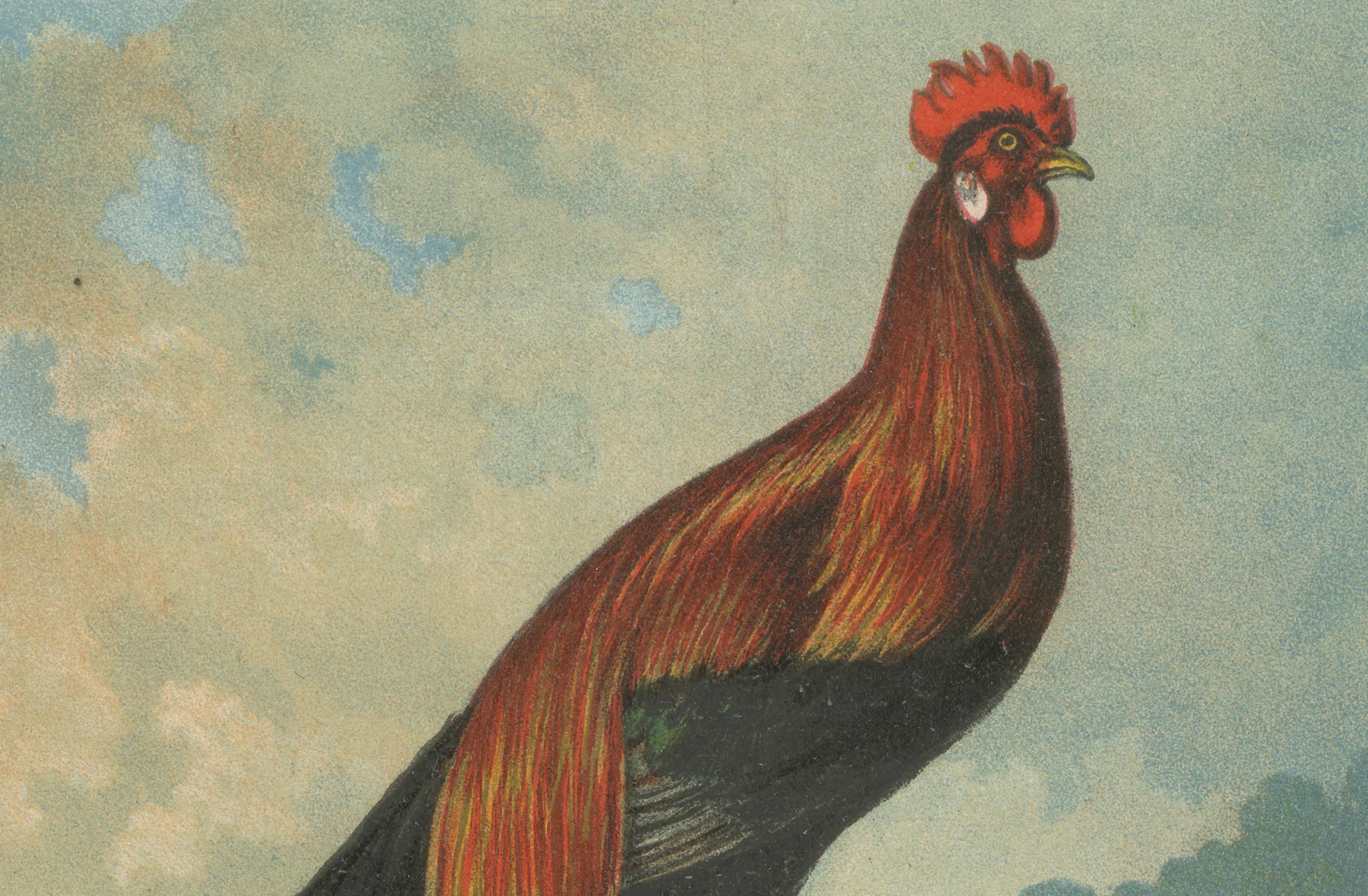 Late 19th Century The Golden Phoenix Rooster - A Rare 19th Century Poultry Lithograph For Sale