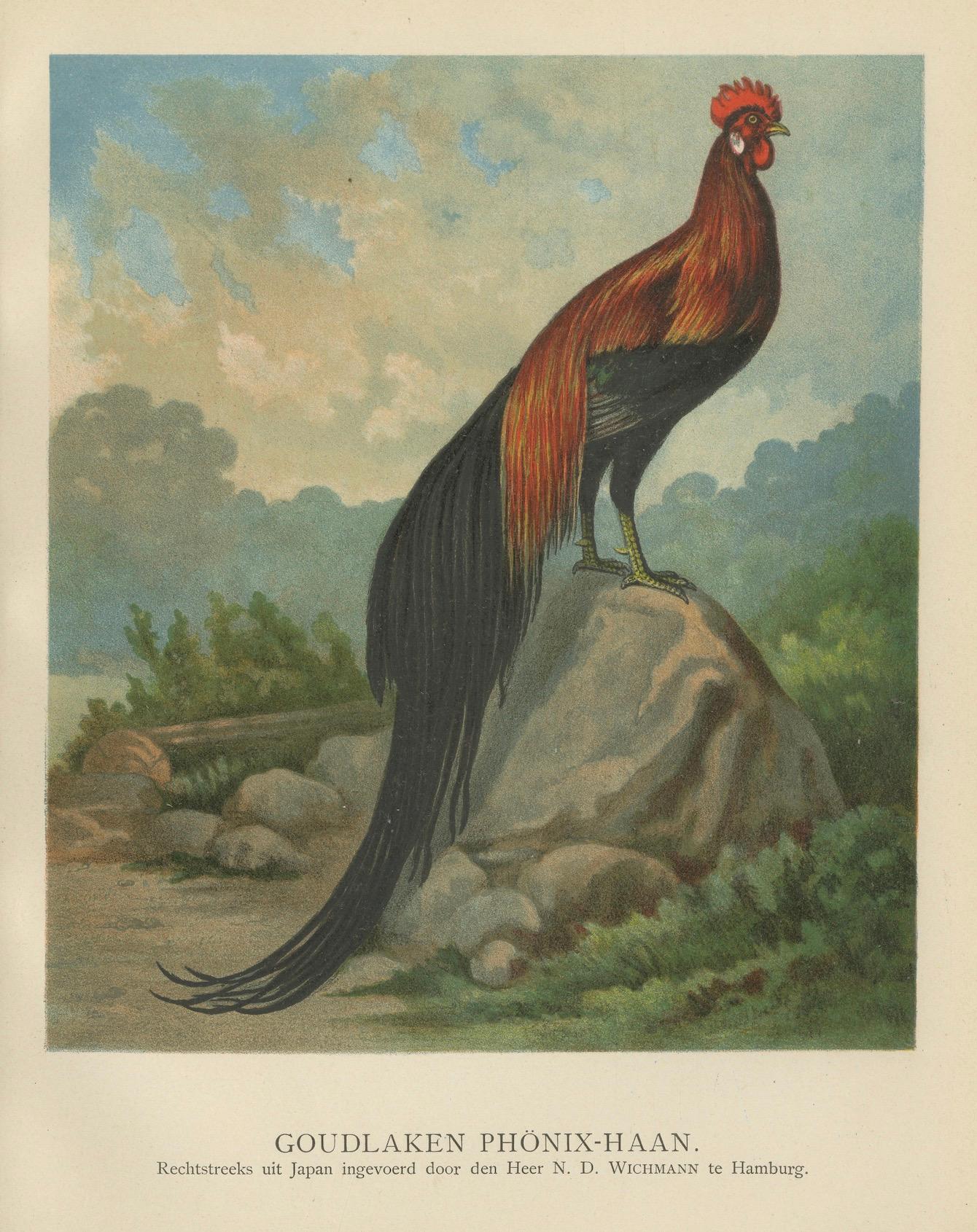 Paper The Golden Phoenix Rooster - A Rare 19th Century Poultry Lithograph For Sale