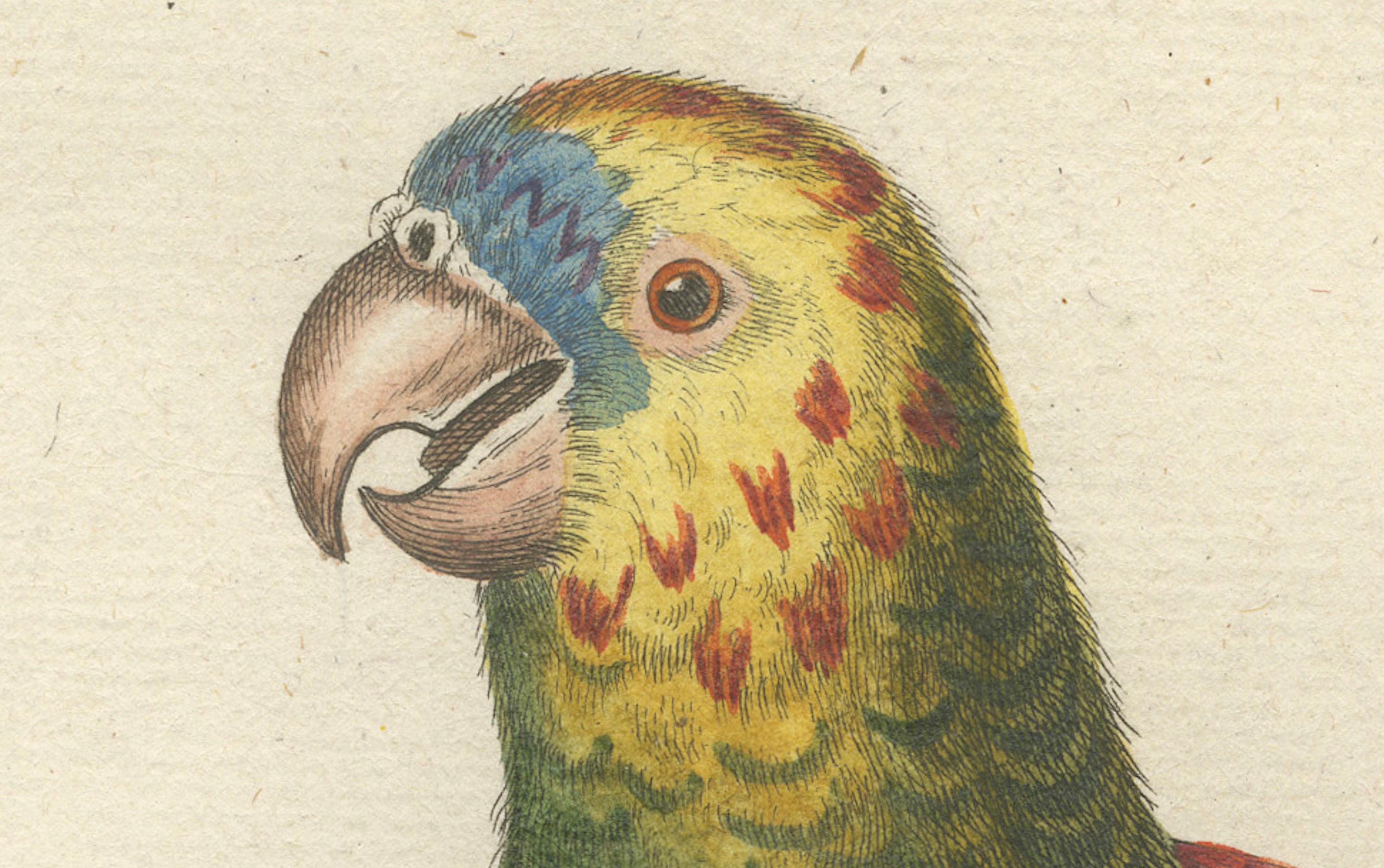 The Great Green Parrot of the West Indies – Hand-Colored Engraving, Edwards & Seligmann, c.1750–1776

This vibrant hand-colored engraving shows the Psittacus viridis major, Occidentalis (Great Green Parrot of the West Indies), perched on a branch