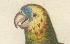 The Great Green Parrot of the West Indies – Hand-Coloured Engraving, ca.1770