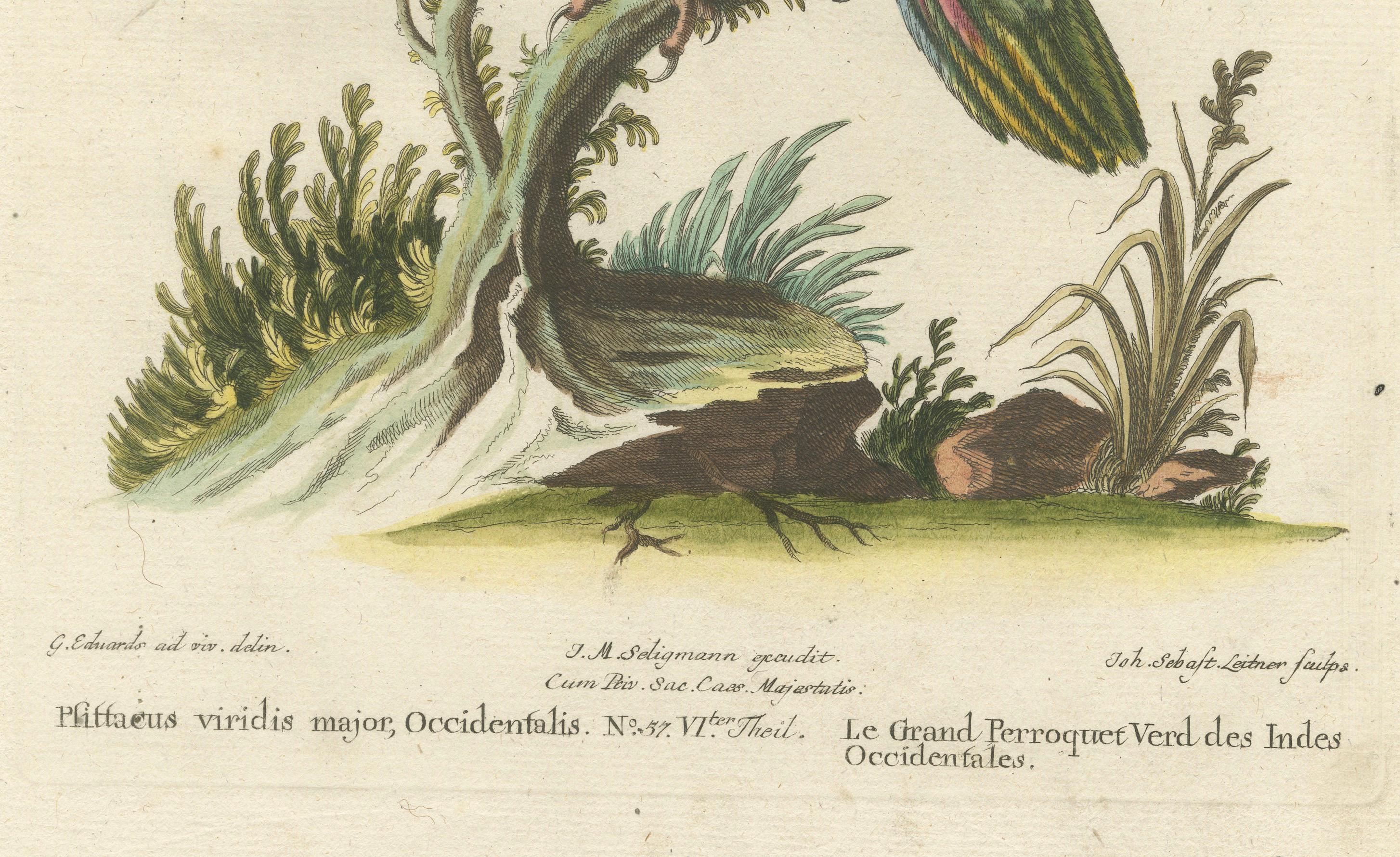 German The Great Green Parrot of the West Indies – Hand-Coloured Engraving, ca.1770 For Sale