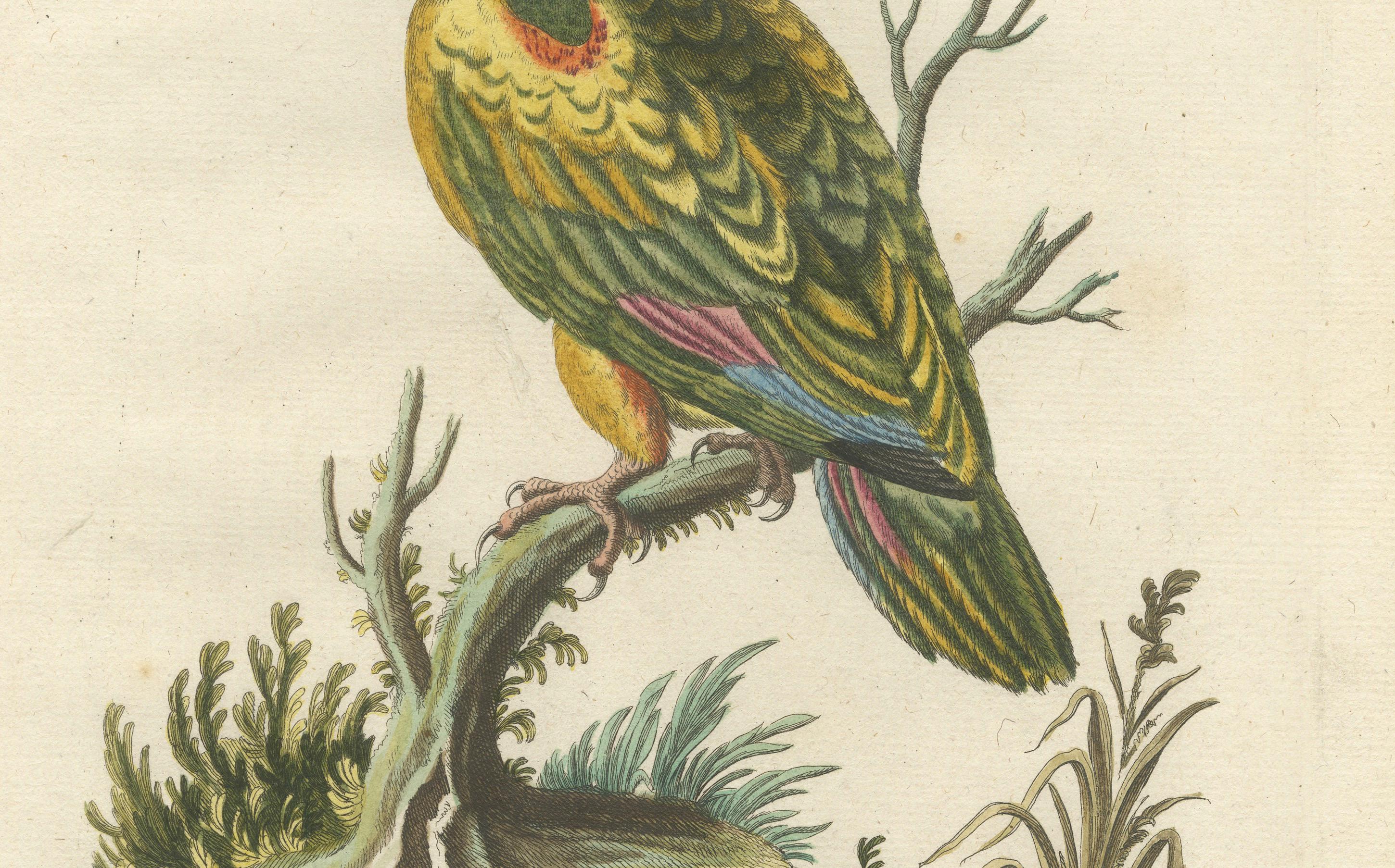 Engraved The Great Green Parrot of the West Indies – Hand-Coloured Engraving, ca.1770 For Sale