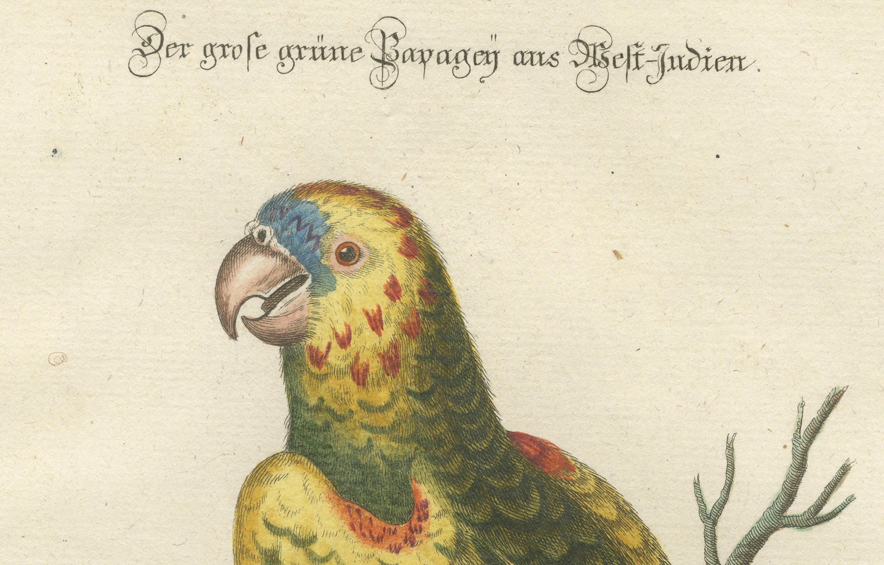 The Great Green Parrot of the West Indies – Hand-Coloured Engraving, ca.1770 In Good Condition For Sale In Langweer, NL