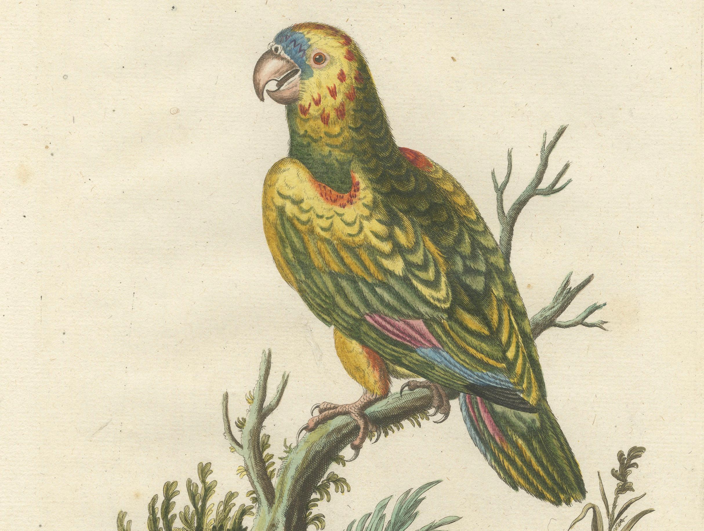 Late 18th Century The Great Green Parrot of the West Indies – Hand-Coloured Engraving, ca.1770 For Sale