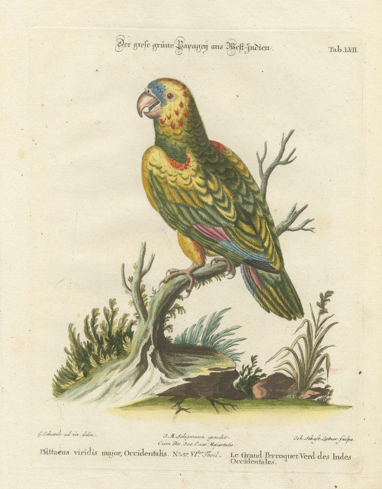Paper The Great Green Parrot of the West Indies – Hand-Coloured Engraving, ca.1770 For Sale