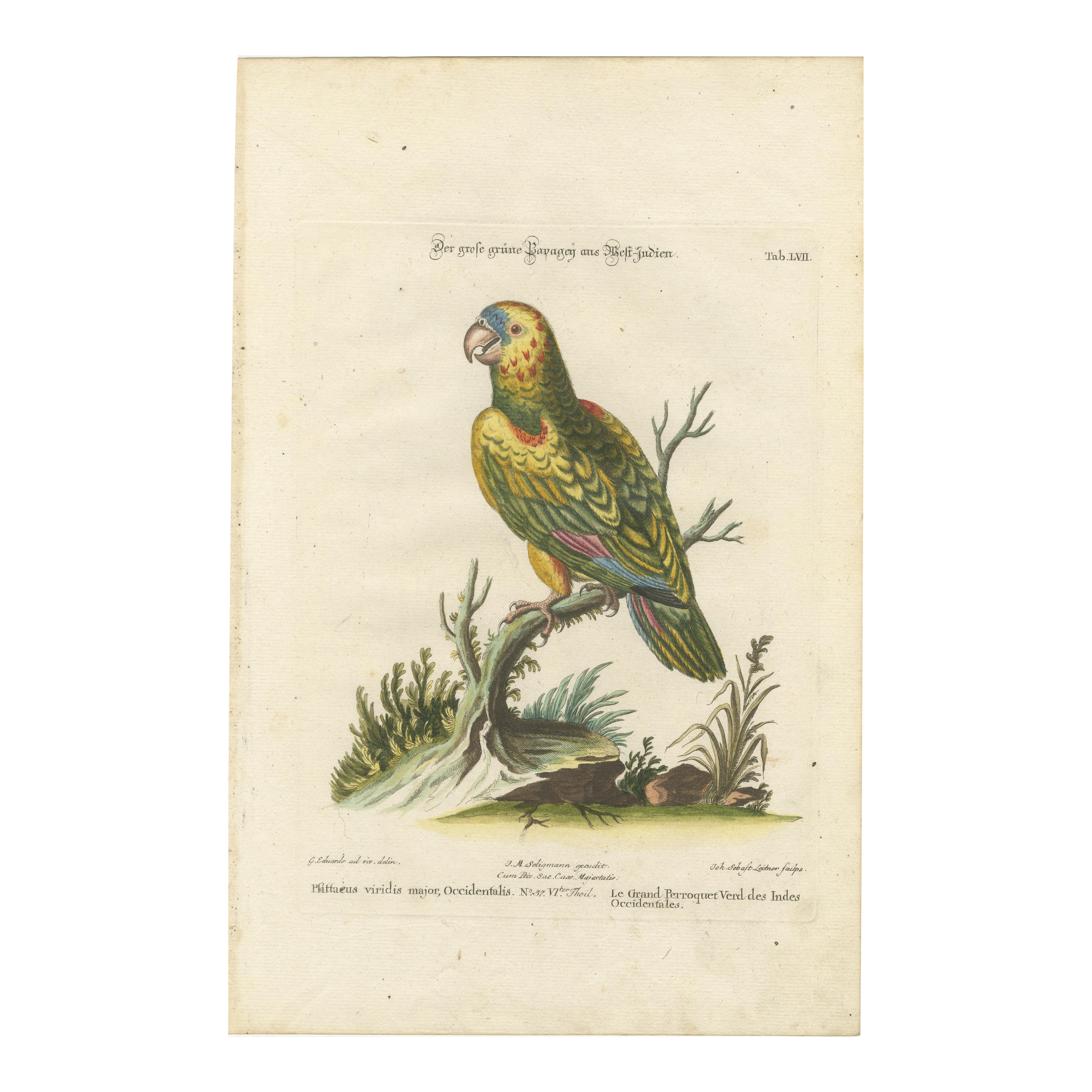 The Great Green Parrot of the West Indies – Hand-Coloured Engraving, ca.1770 For Sale