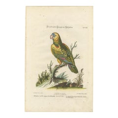 The Great Green Parrot of the West Indies – Hand-Coloured Engraving, ca.1770