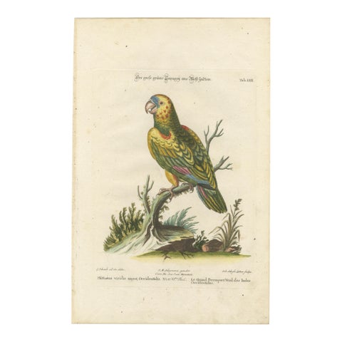 The Great Green Parrot of the West Indies, Hand-Coloured Engraving, ca.1770