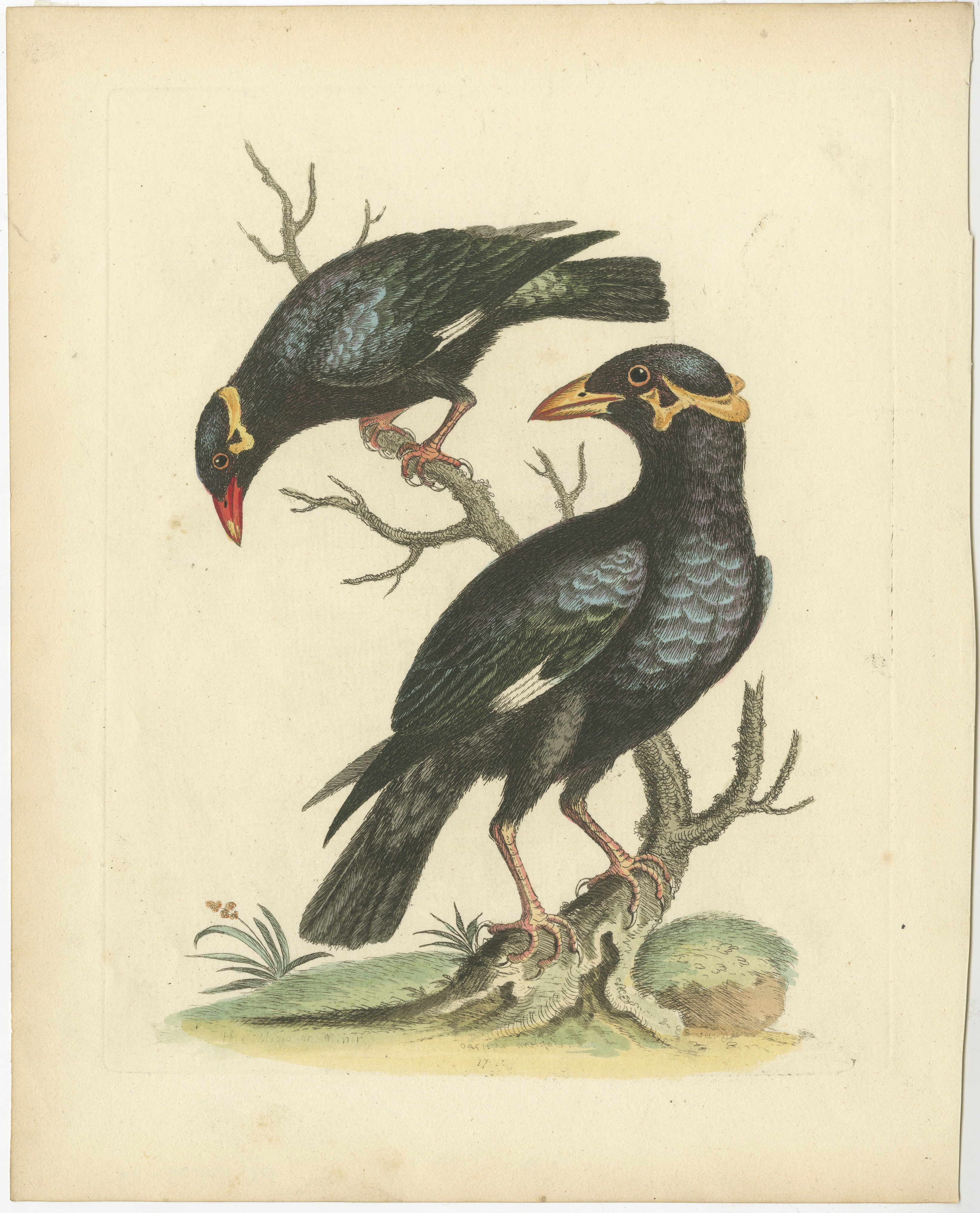 Le grand et le petit Mino par George Edwards : Un couple de mynas des collines (Gracula sp.)

L'oiseau représenté sur l'estampe intitulée 