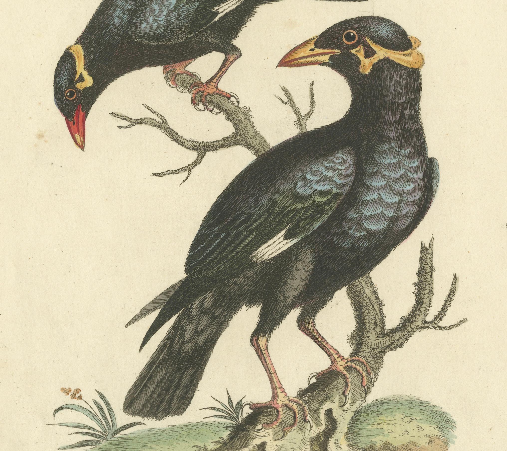 Gravé The Greater and Lesser Mino de George Edwards : Paire de Hill Mynas (Gracula sp.) en vente