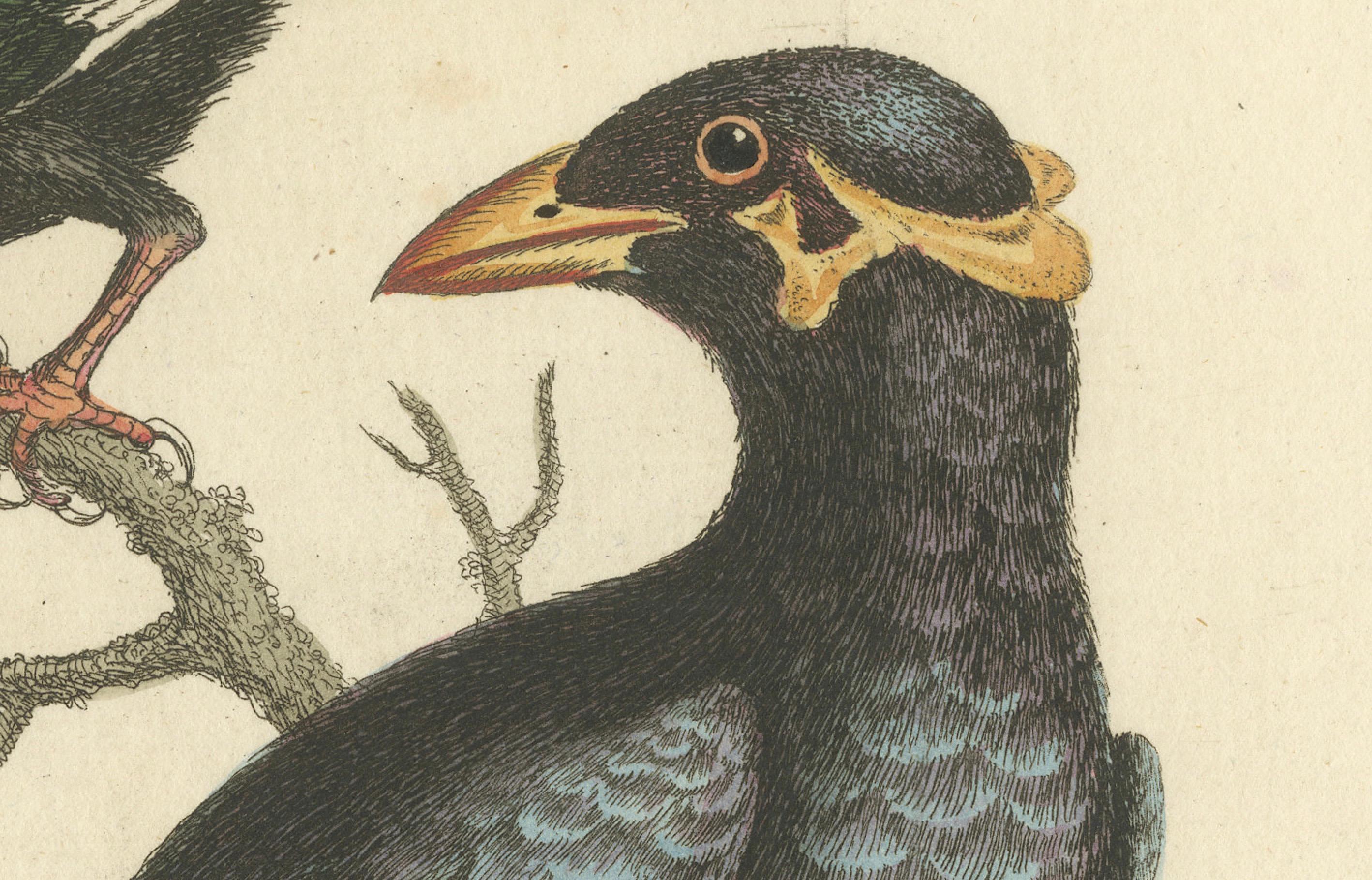 Milieu du XVIIIe siècle The Greater and Lesser Mino de George Edwards : Paire de Hill Mynas (Gracula sp.) en vente