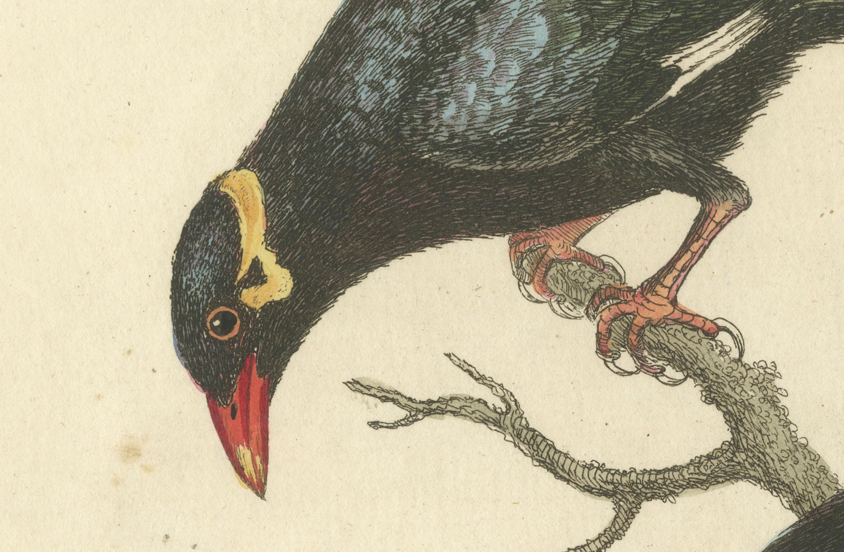 Papier The Greater and Lesser Mino de George Edwards : Paire de Hill Mynas (Gracula sp.) en vente