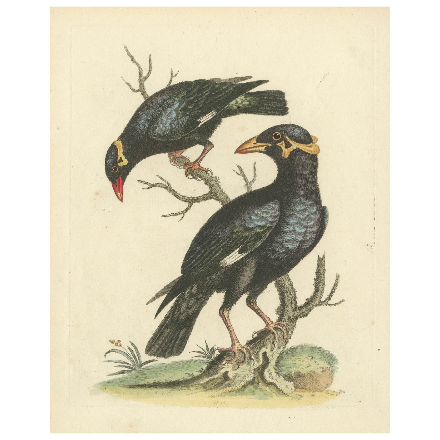 The Greater and Lesser Mino de George Edwards : Paire de Hill Mynas (Gracula sp.) en vente