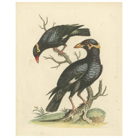 The Greater and Lesser Mino by George Edwards: Pair of Hill Mynas (Gracula sp.)