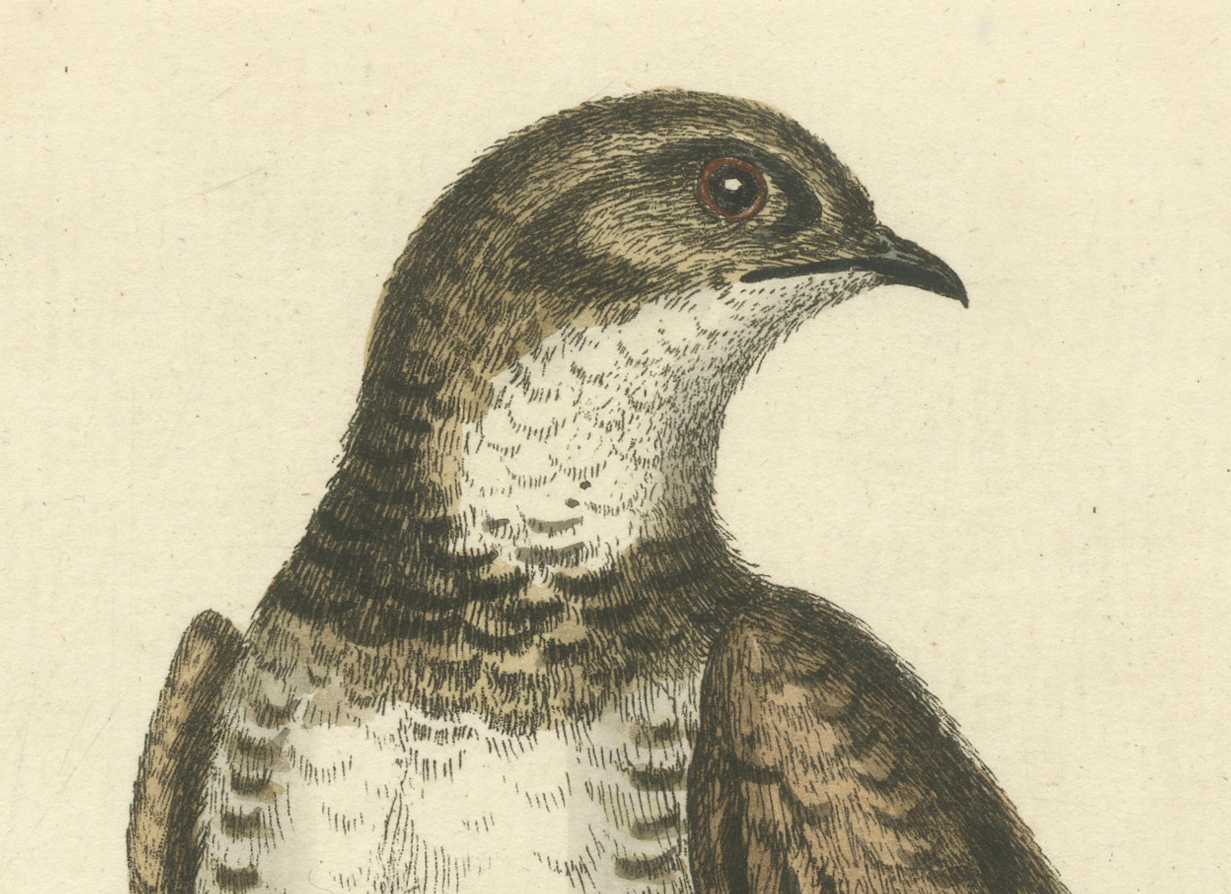 Antiker Vogel-Druck: Die größte Martin oder der größte Mauersegler