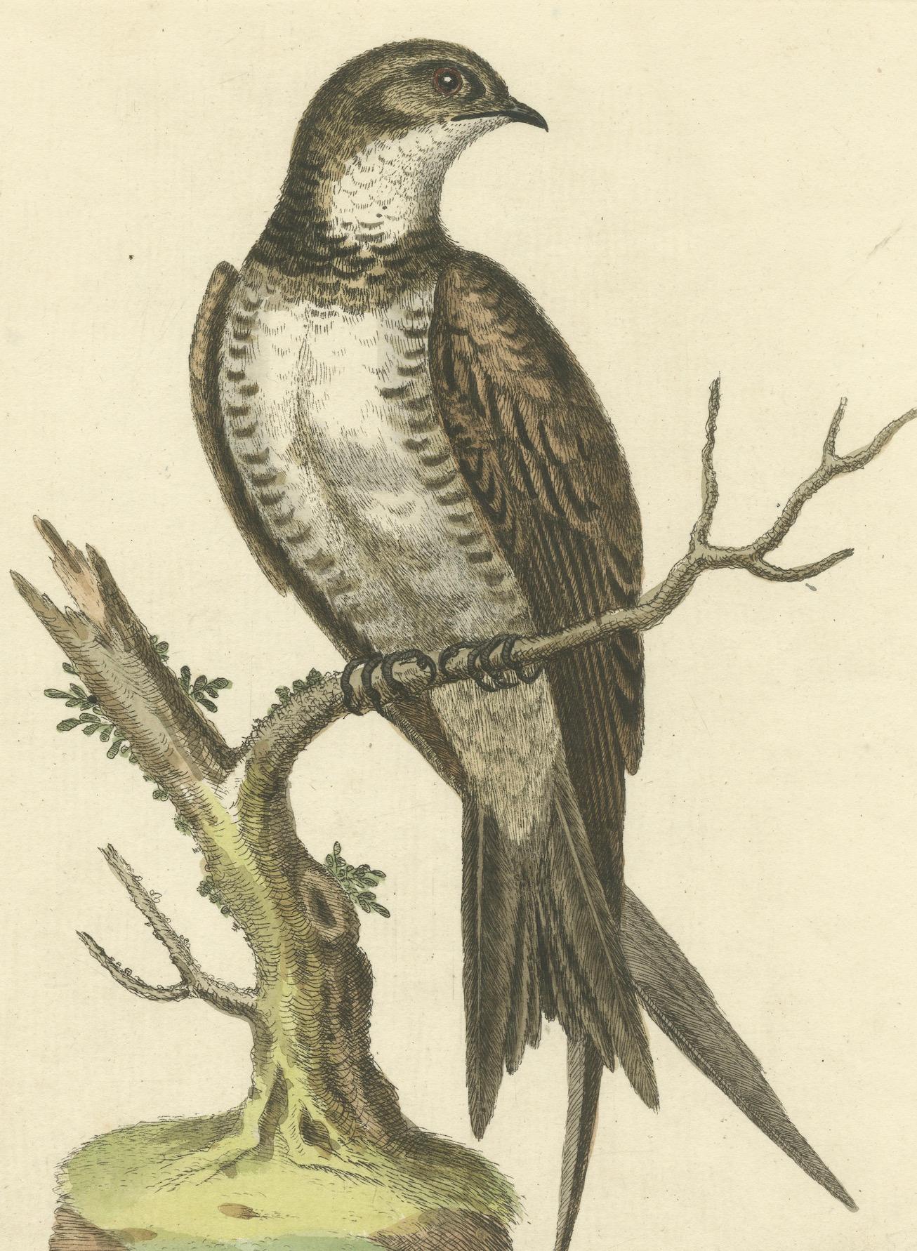 Der Große Martin oder Swift von George Edwards, handkolorierter Vogeldruck, 1743 im Zustand „Gut“ im Angebot in Langweer, NL