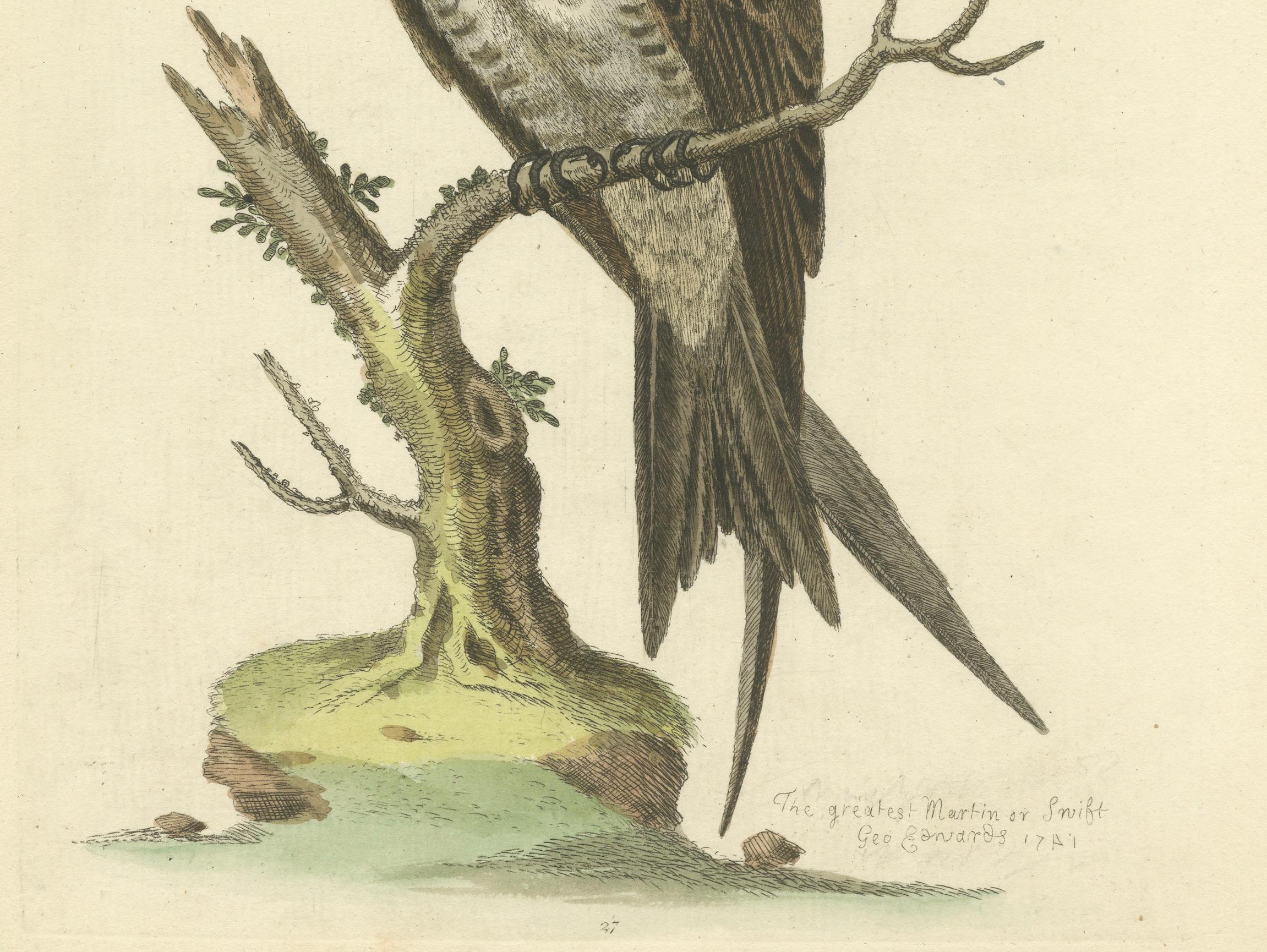 Der Große Martin oder Swift von George Edwards, handkolorierter Vogeldruck, 1743 (Mitte des 18. Jahrhunderts) im Angebot