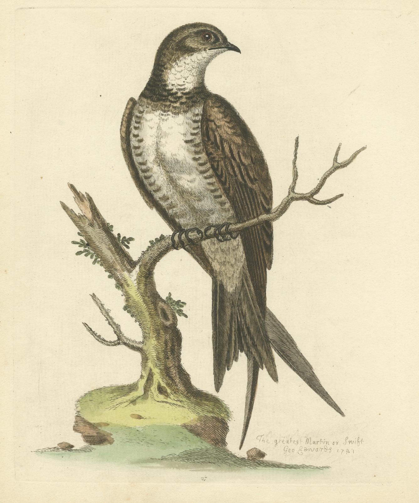 Der Große Martin oder Swift von George Edwards, handkolorierter Vogeldruck, 1743 (Papier) im Angebot