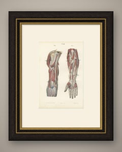 The Humerus and the Nerve Trunks of the Arm, Hirschfeld Anatomy Print, 1866