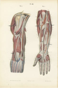 The Humerus and the Nerve Trunks of the Arm, Hirschfeld Anatomy Print, 1866