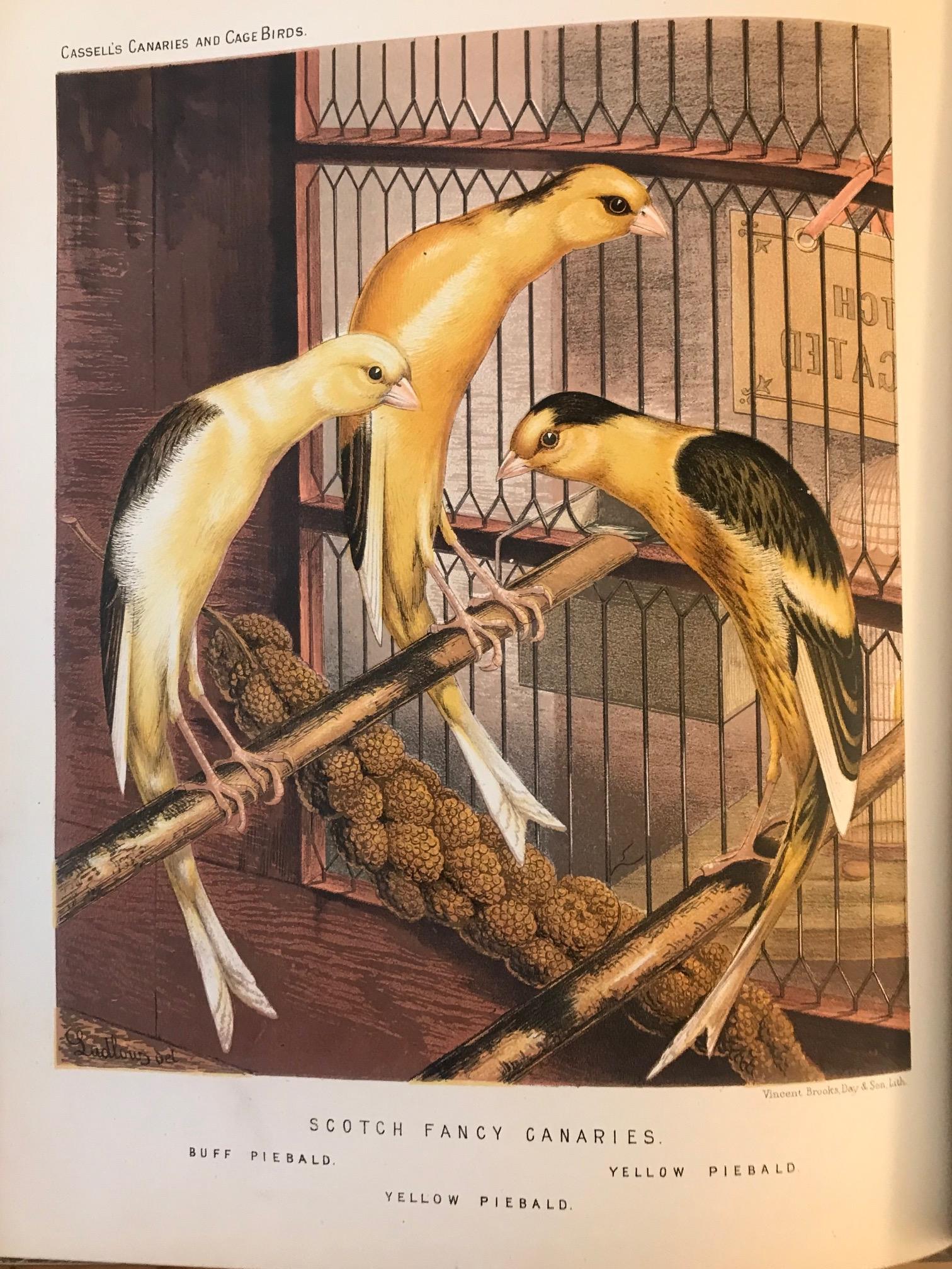 The Illustrated Book of Canaries and Cage-Birds, Britsh and Foreign In Fair Condition For Sale In Unteriberg, Schwyz