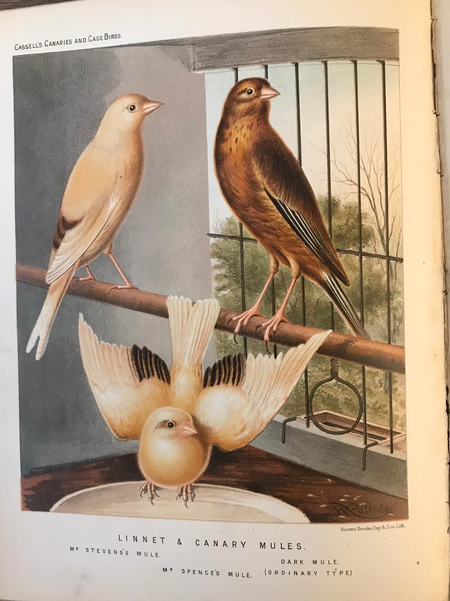 Late 19th Century The Illustrated Book of Canaries and Cage-Birds, Britsh and Foreign For Sale