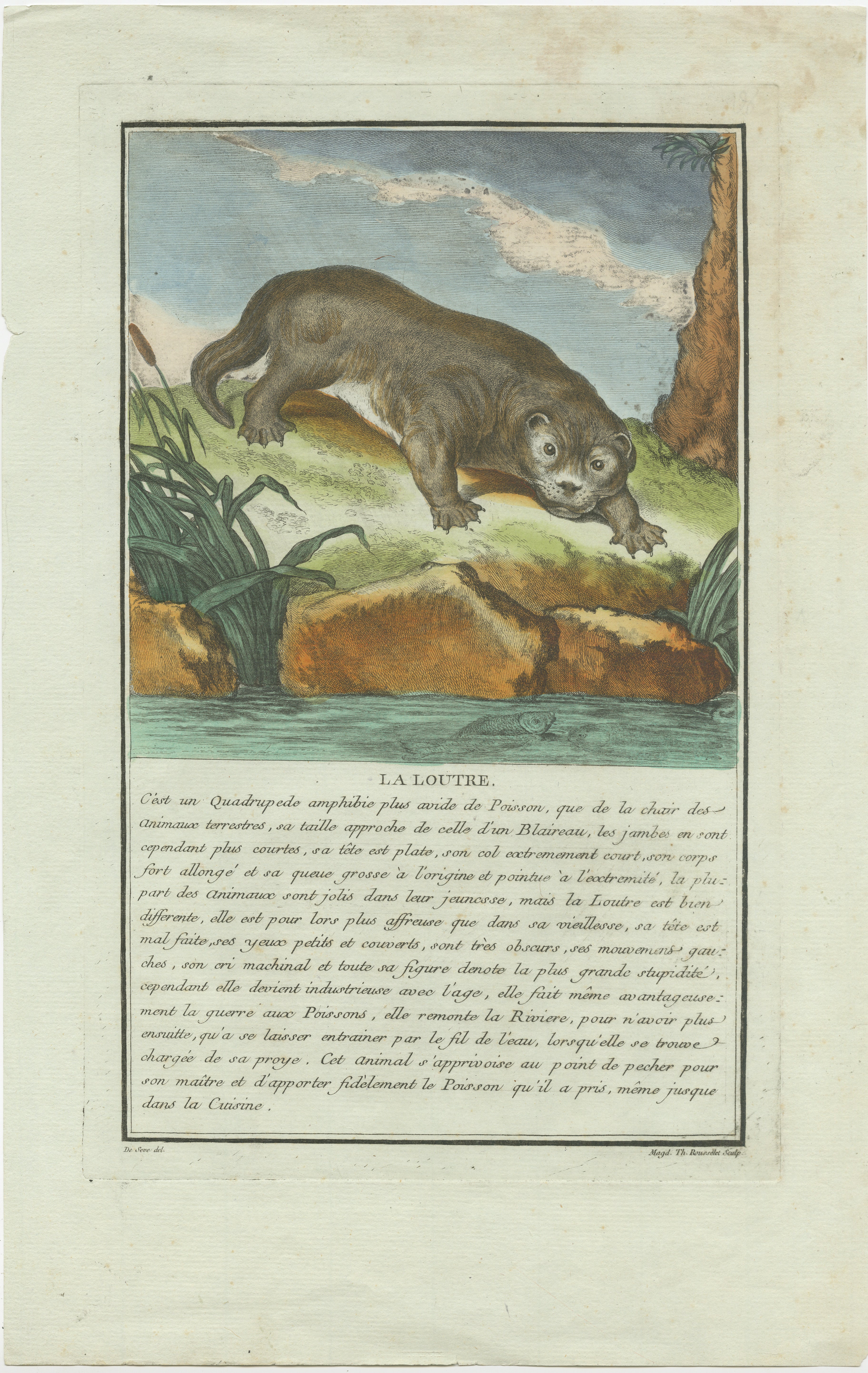 The engraving depicts a highly detailed and colored image of an otter (