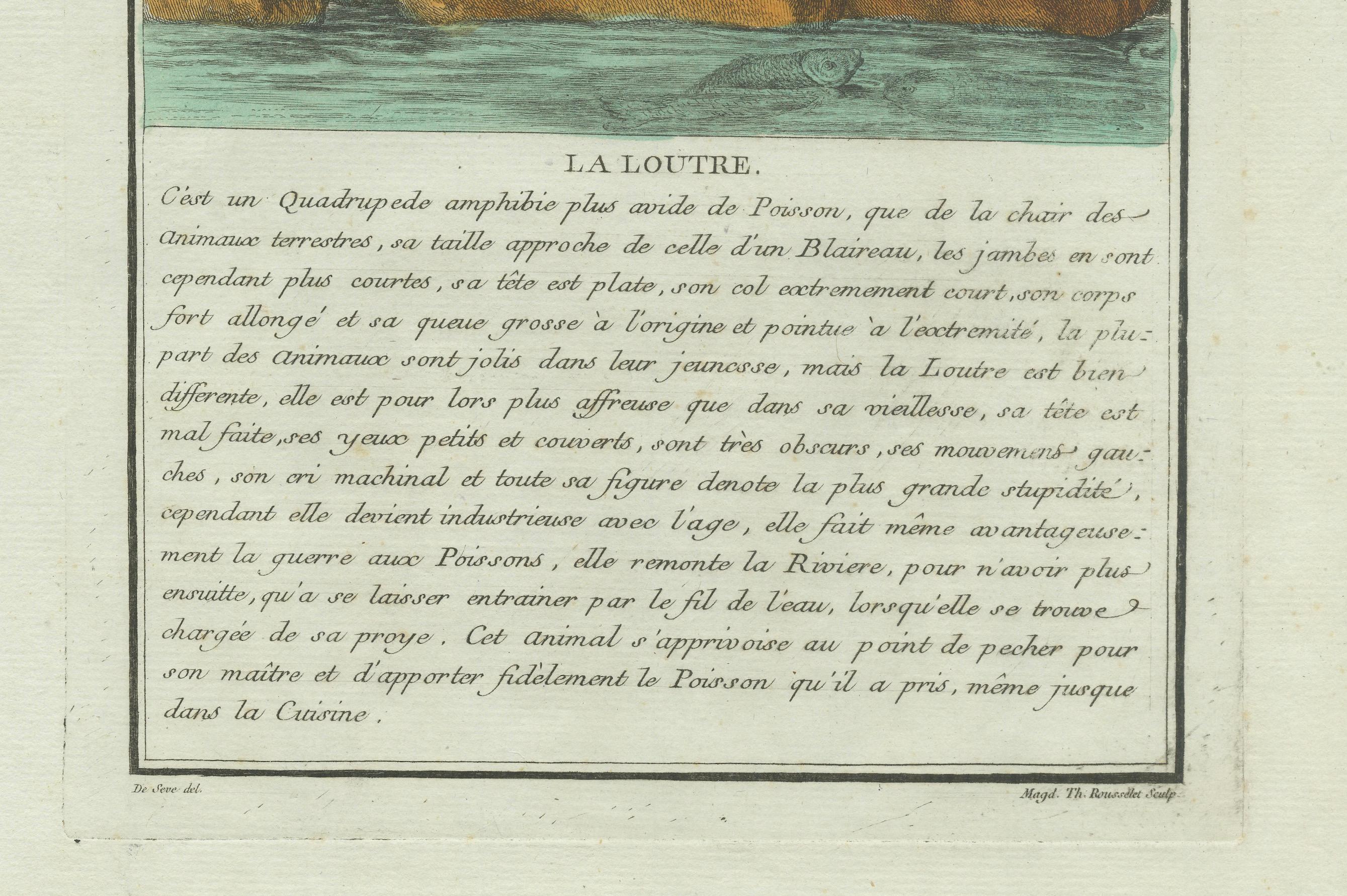 Engraved The Industrious Otter: A Natural History Illustration from the 18th Century