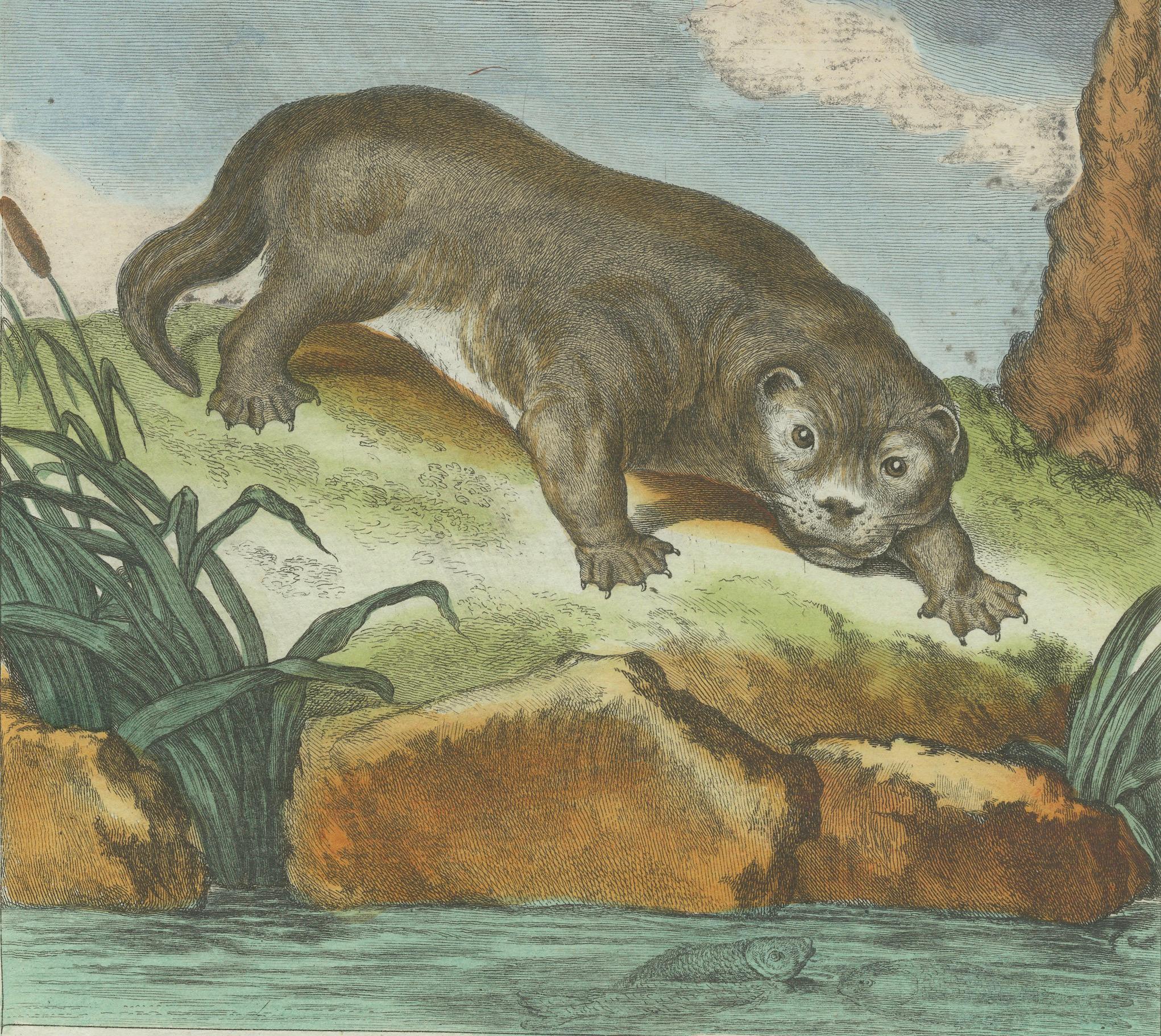 The Industrious Otter: A Natural History Illustration from the 18th Century In Good Condition In Langweer, NL