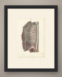 The Intercostal Nerves and Spinal Ganglia, Hirschfeld Anatomy Print, 1866