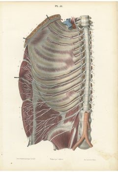 The Intercostal Nerves and Spinal Ganglia, Hirschfeld Anatomy Print, 1866