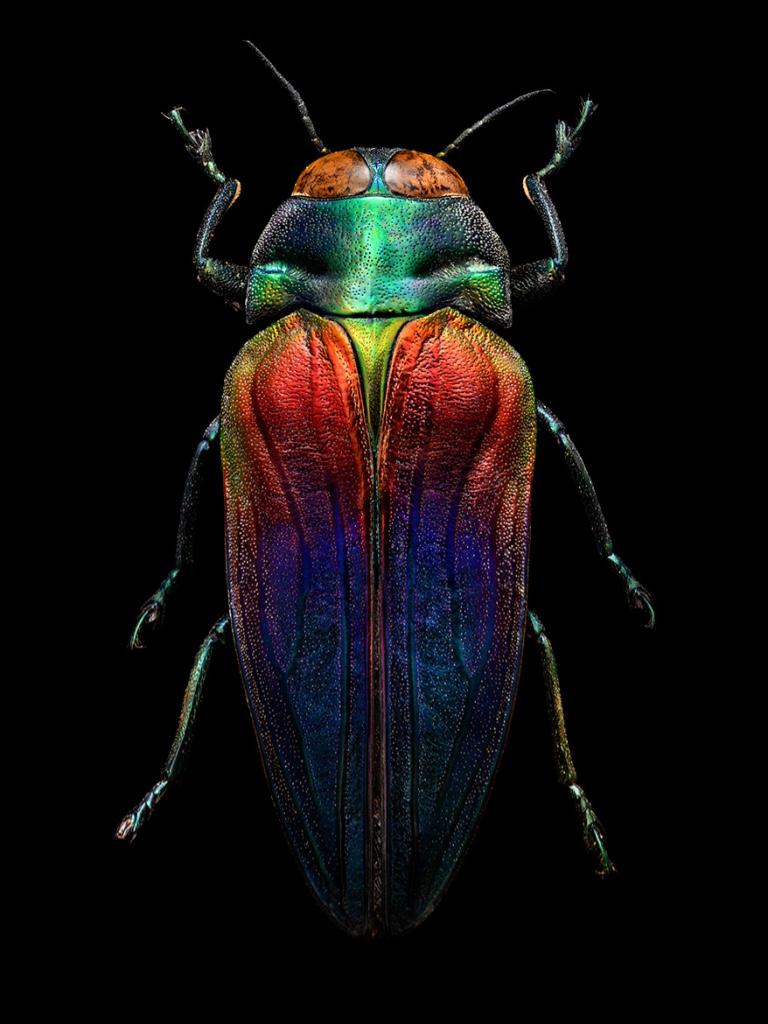 The Jewel Beetle Cufflinks by Michael Kanners For Sale 2