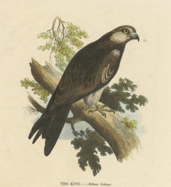 The Kite, Bird of Prey, Antique Wood Engraving, circa 1860