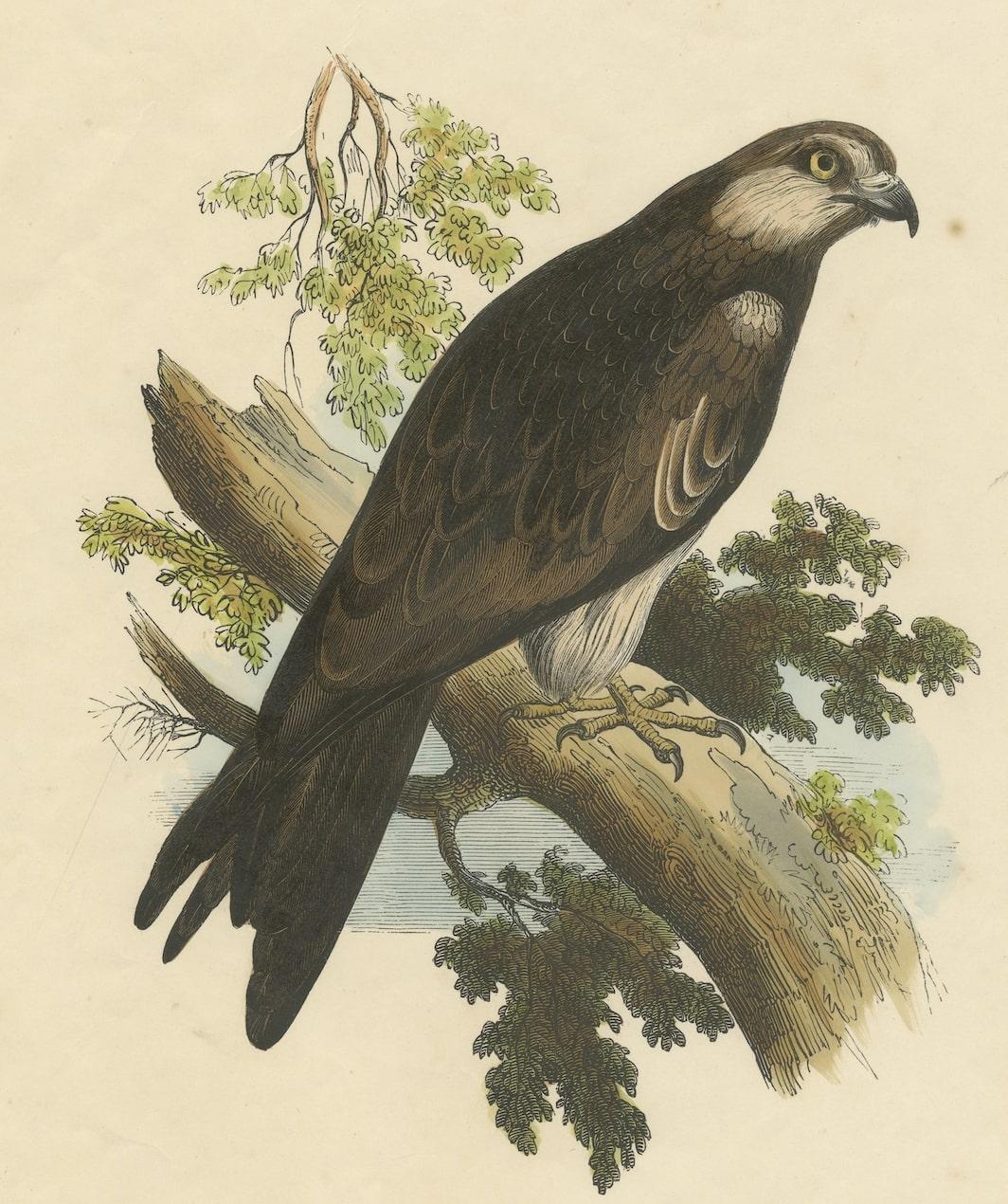 Mid-19th Century The Kite, Bird of Prey, Antique Wood Engraving, circa 1860 For Sale