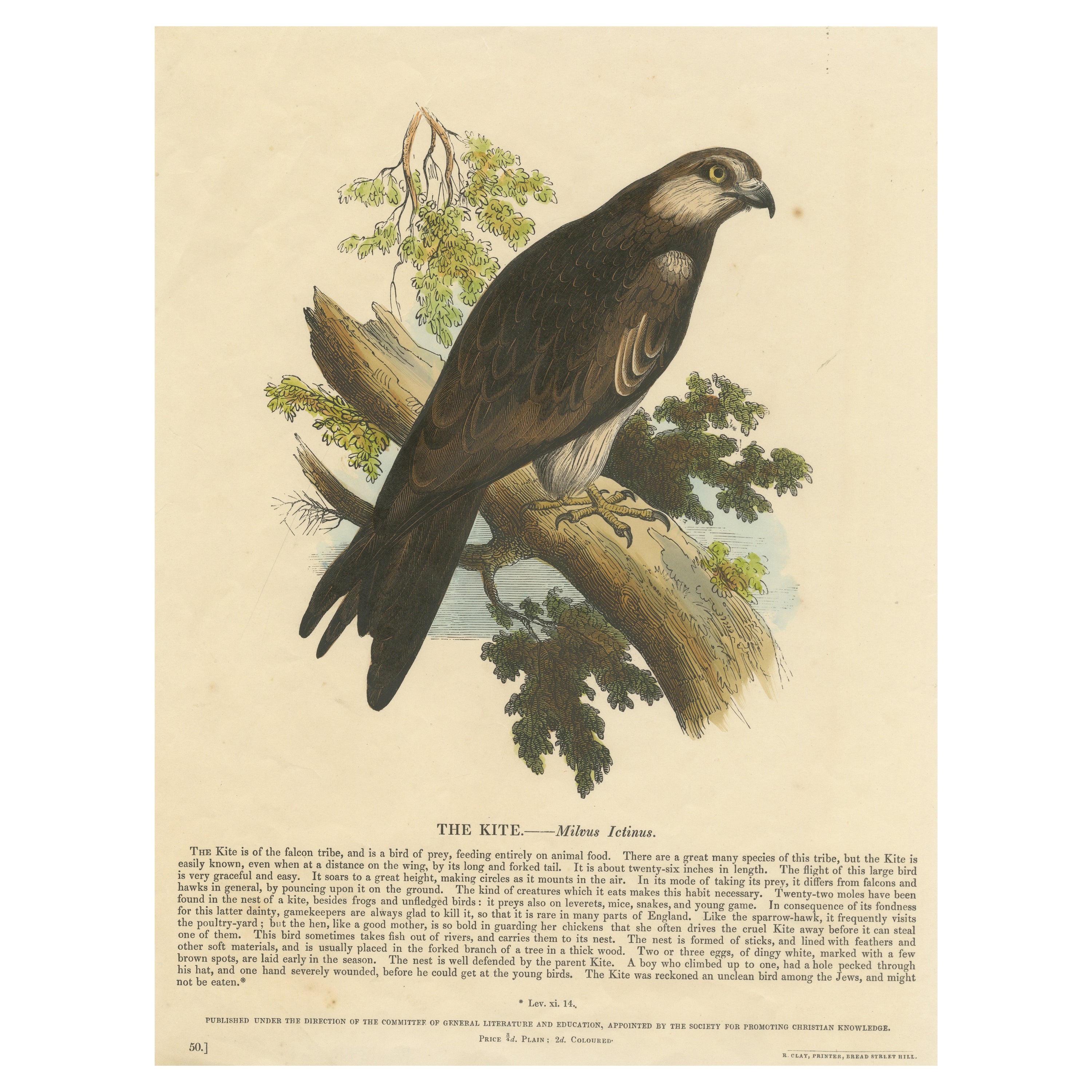 The Kite, Raubvogel, antiker Holzstich, um 1860