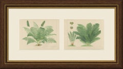 The Lady Fern and the Male Fern, Pair of Antique Chromolithographs, circa 1885
