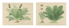 The Lady Fern and the Male Fern, Pair of Antique Chromolithographs, circa 1885