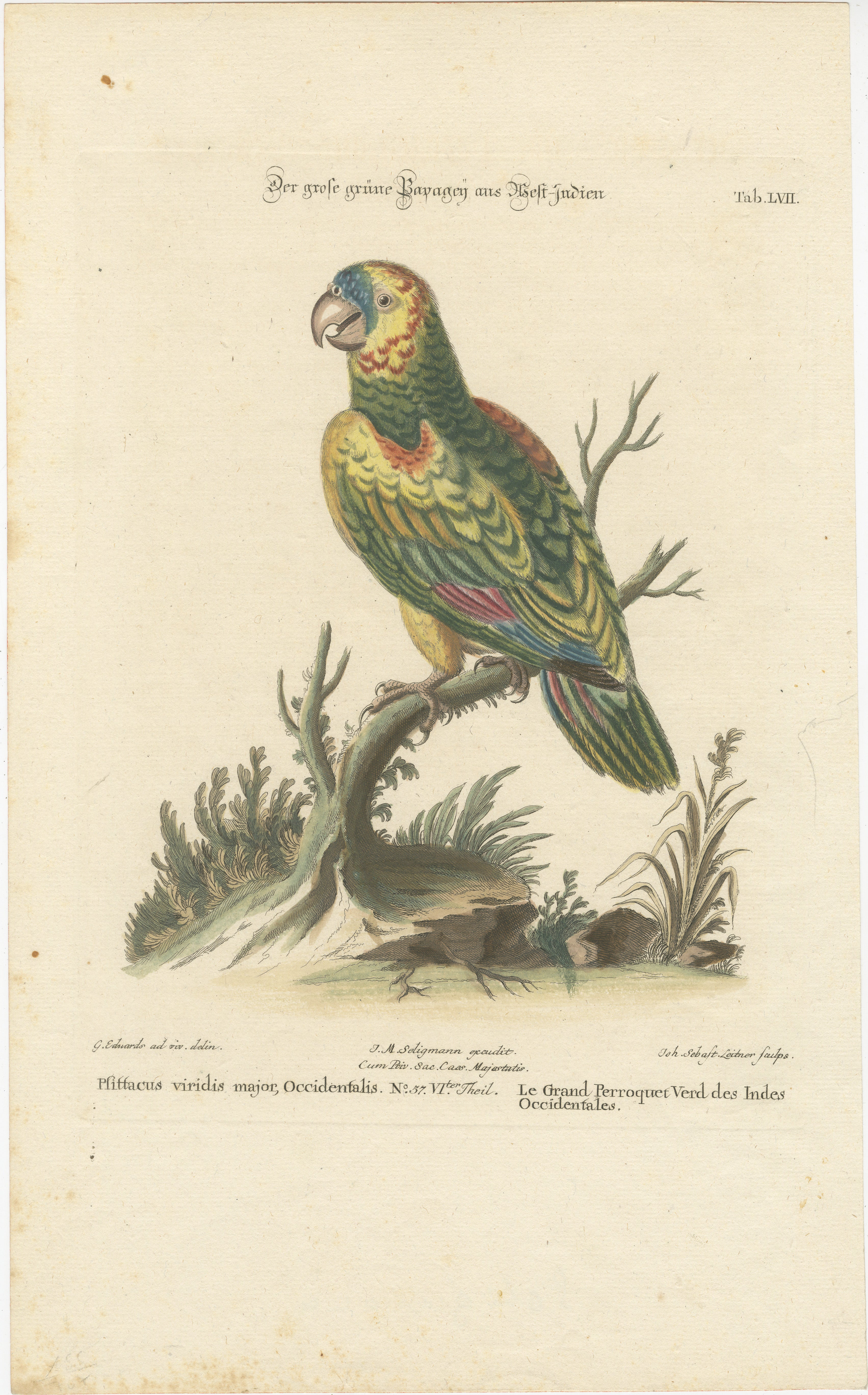This is an 18th-century hand-colored engraving from Johann Michael Seligmann's collection, displaying a parrot species. Here’s the transcription and translation of the visible text:

- 