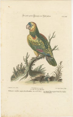 The Large Green Parrot of The West Indies Hand-Colored and Engraved, 1749