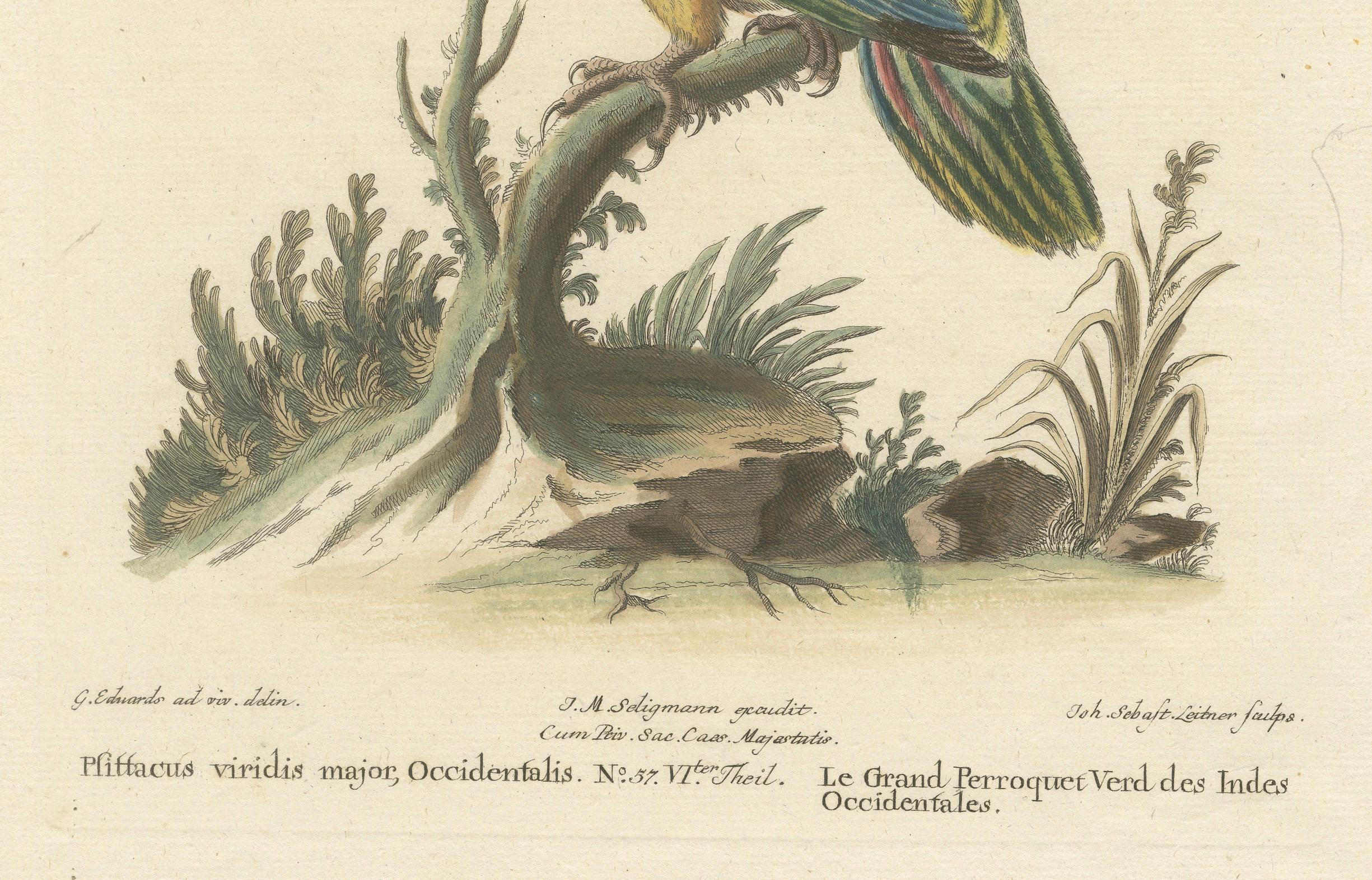 The Large Green Parrot of The West Indies Hand-Colored and Engraved, 1749 In Good Condition For Sale In Langweer, NL